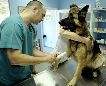 Veterinarska ambulanta Beograd